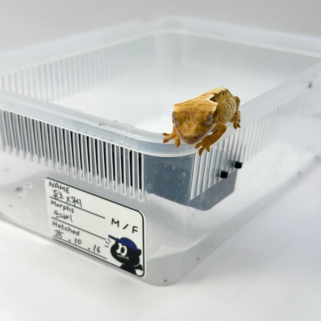 노멀 트라이 익스트림할리퀸 화이트스팟