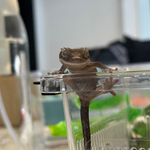 아잔틱 패턴리스