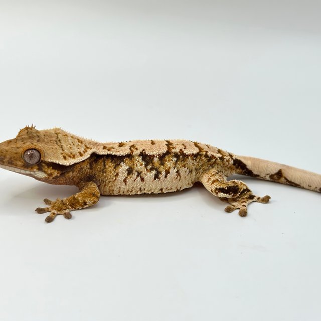 노멀 트라이 익스트림할리퀸 화이트스팟