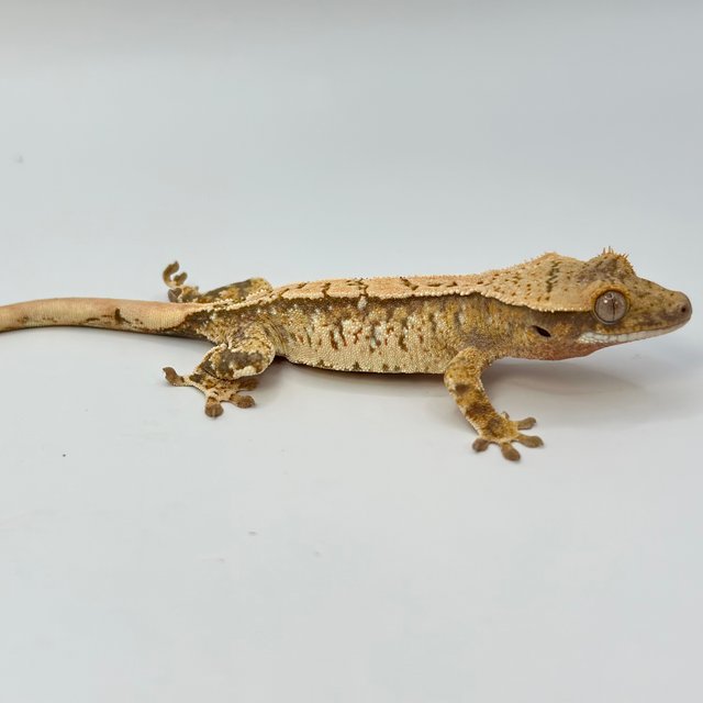 노멀 트라이 화이트스팟