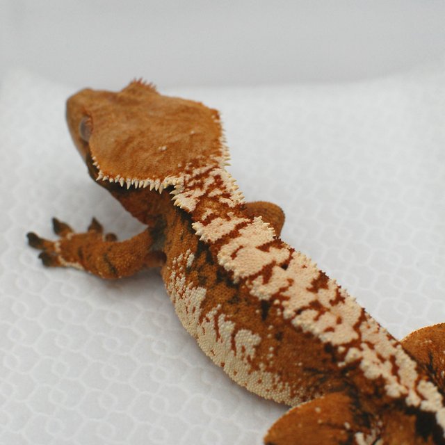 노멀 트라이 익스트림할리퀸 텐저린