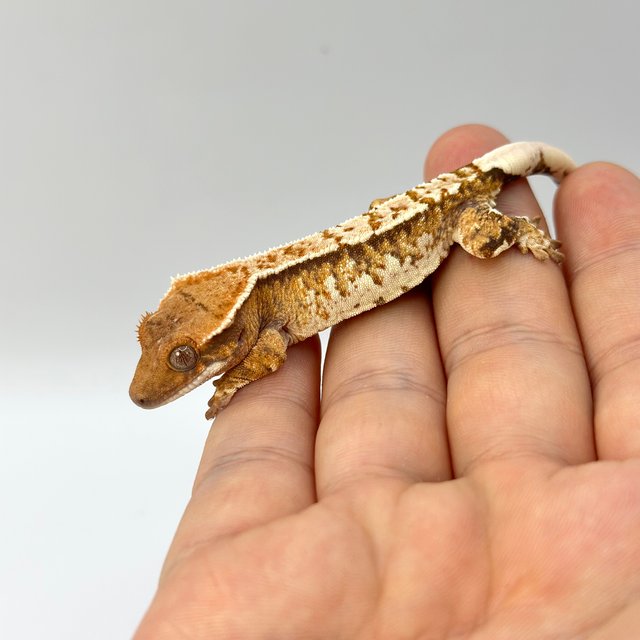 노멀 트라이 익스트림할리퀸 화이트스팟 화이트크라운