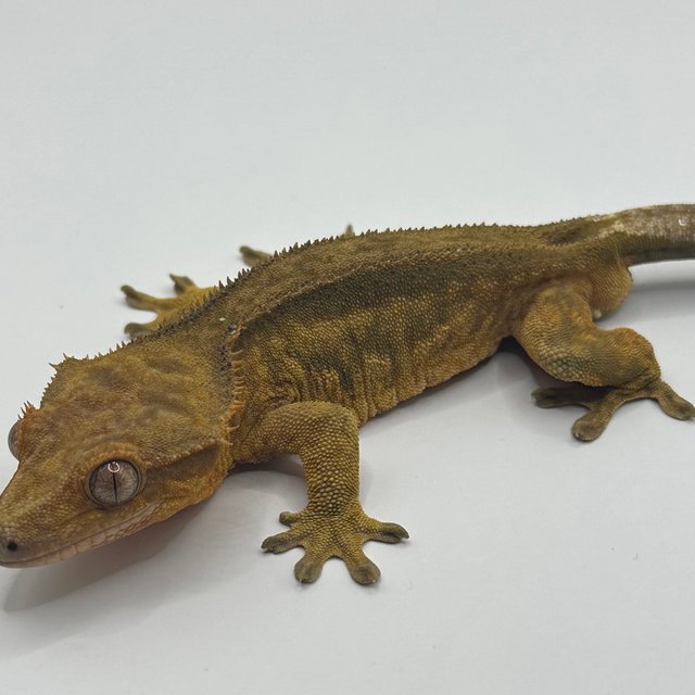 100%헷아잔틱 슈퍼스트라이프 팬텀