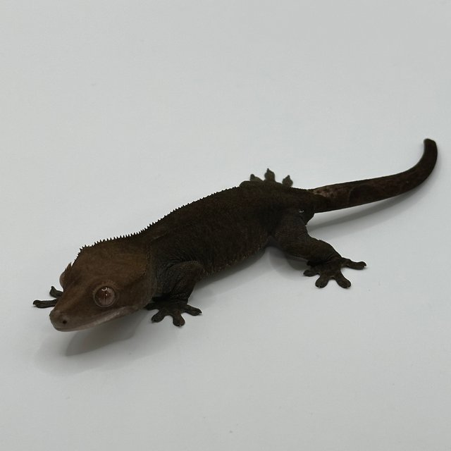 챠콜 팬텀 카푸치노