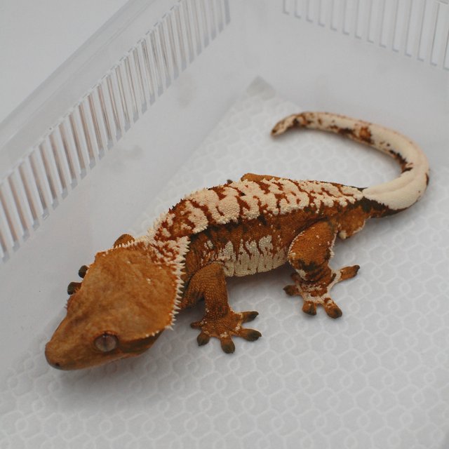 노멀 트라이 익스트림할리퀸 텐저린