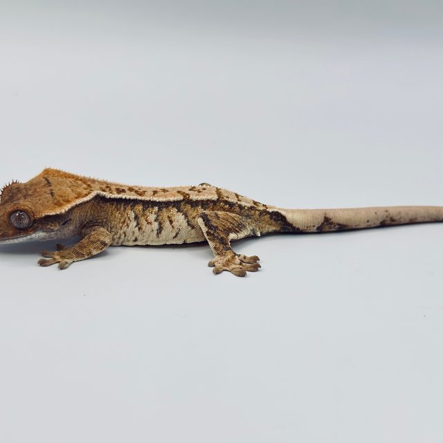 노멀 트라이 익스트림할리퀸