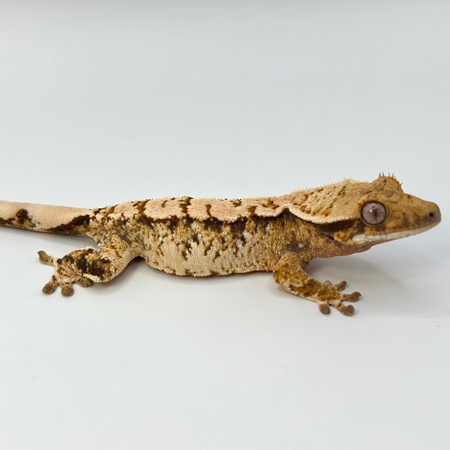 노멀 트라이 익스트림할리퀸 화이트스팟