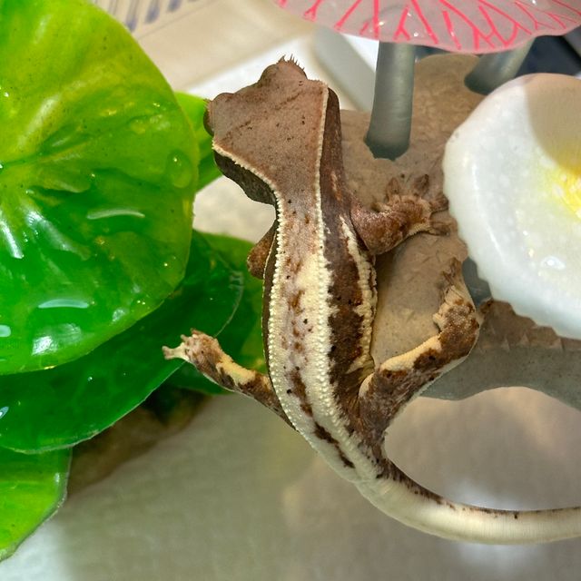 프라푸치노