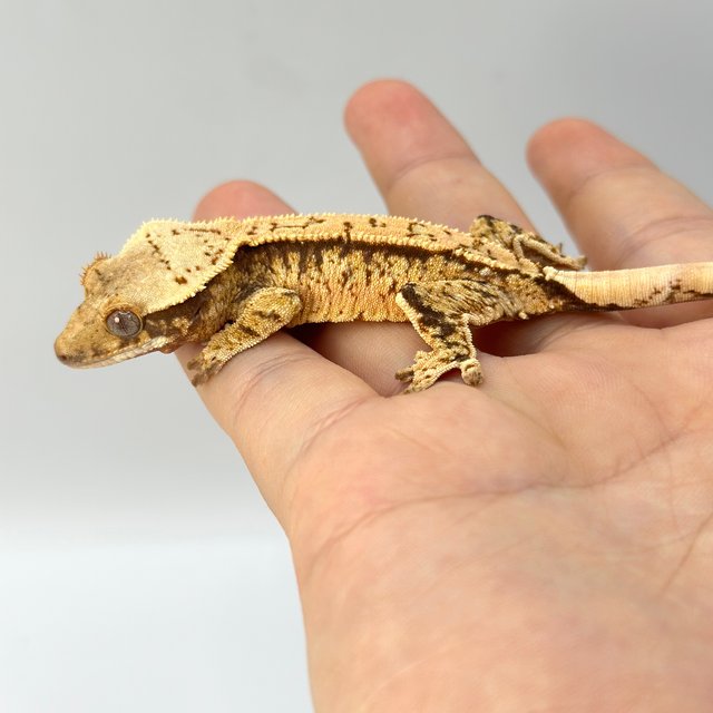 노멀 트라이 화이트스팟