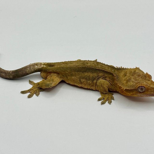 100%헷아잔틱 슈퍼스트라이프 팬텀