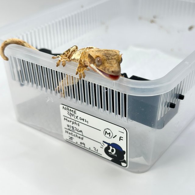 노멀 트라이 화이트스팟