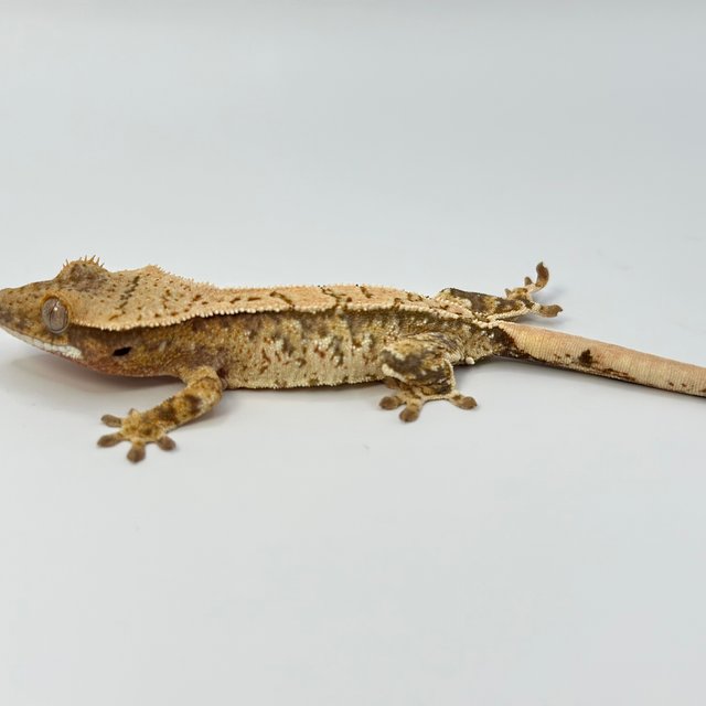 노멀 트라이 화이트스팟