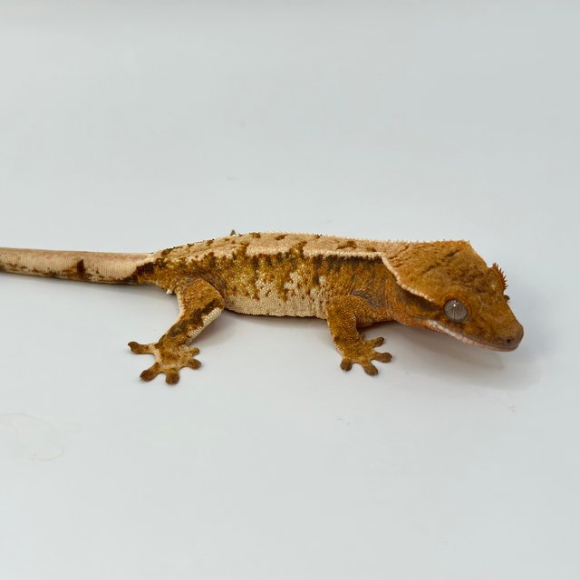 트라이 익스트림할리퀸 텐저린