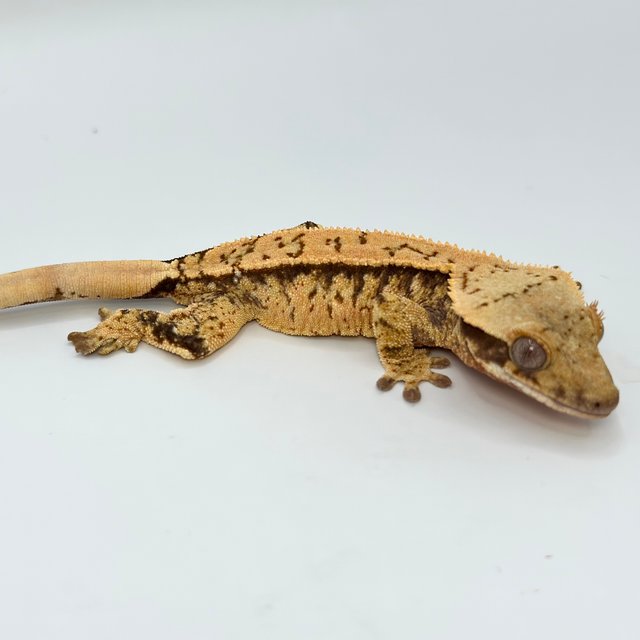 노멀 트라이 화이트스팟