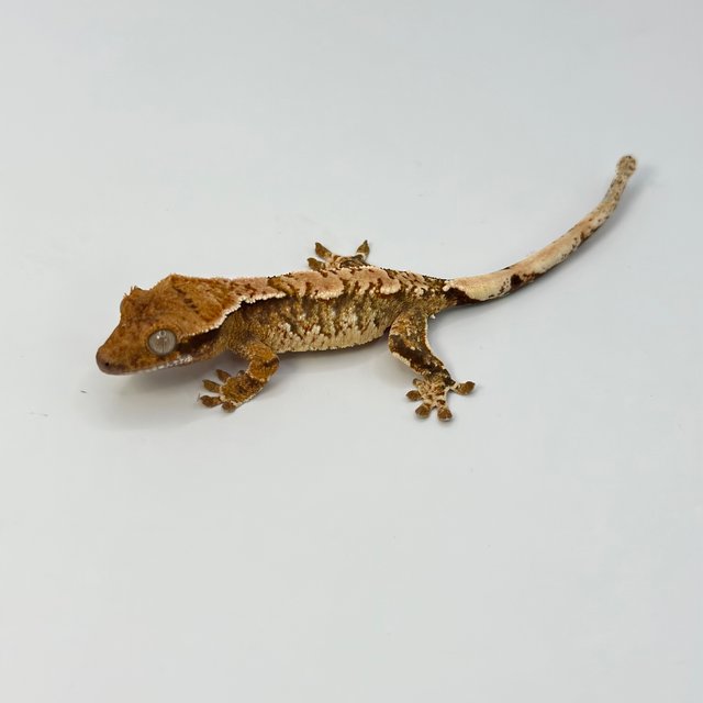 트라이 익스트림할리퀸 텐저린