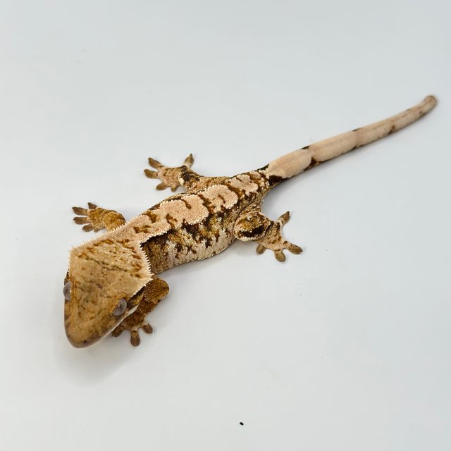 노멀 트라이 익스트림할리퀸 화이트스팟