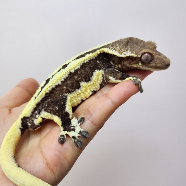 릴잔틱