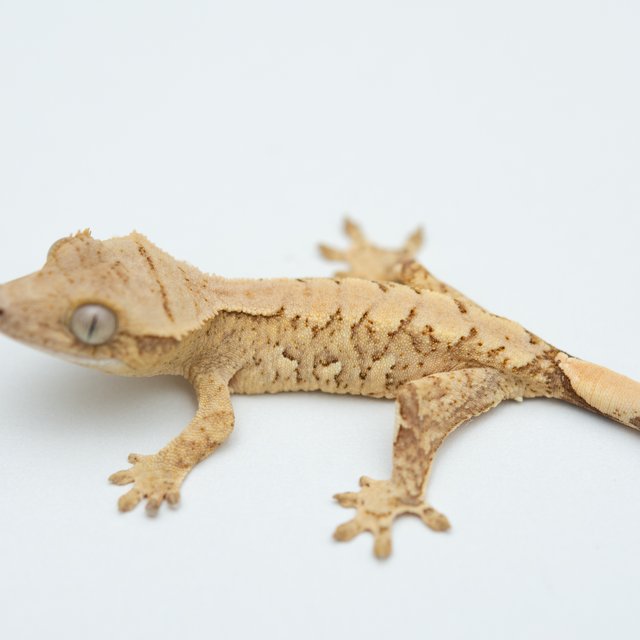 노멀 크림 크림시클