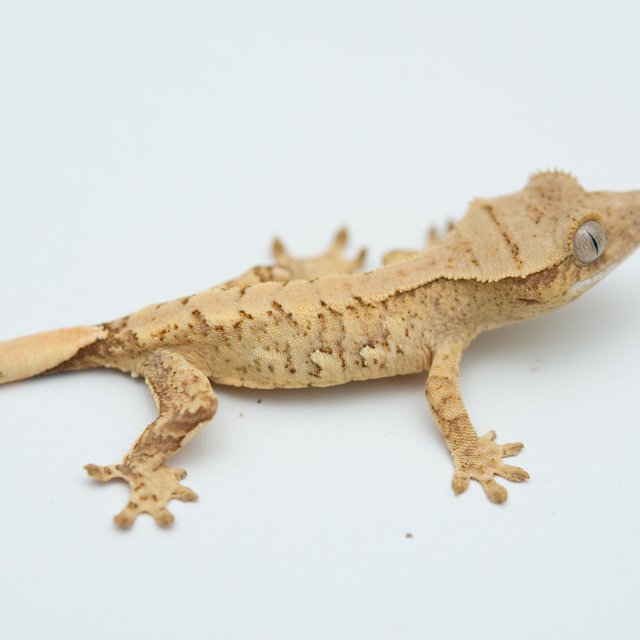 노멀 크림 크림시클