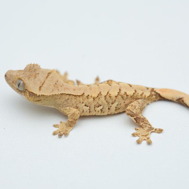 노멀 크림 크림시클