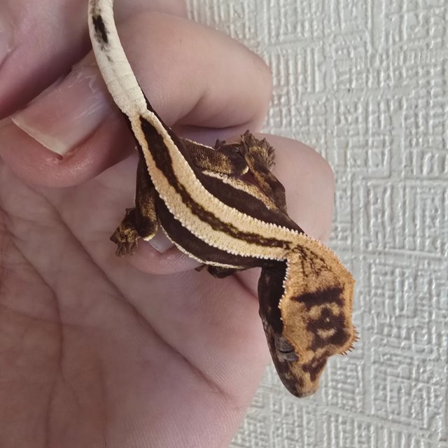 슈퍼스트라이프