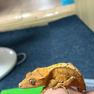노멀