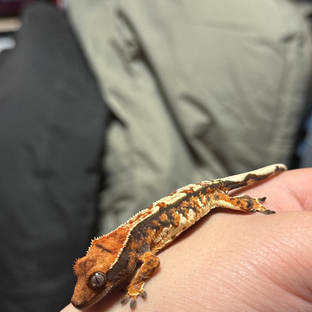 트라이 텐저린 노멀 익스트림할리퀸