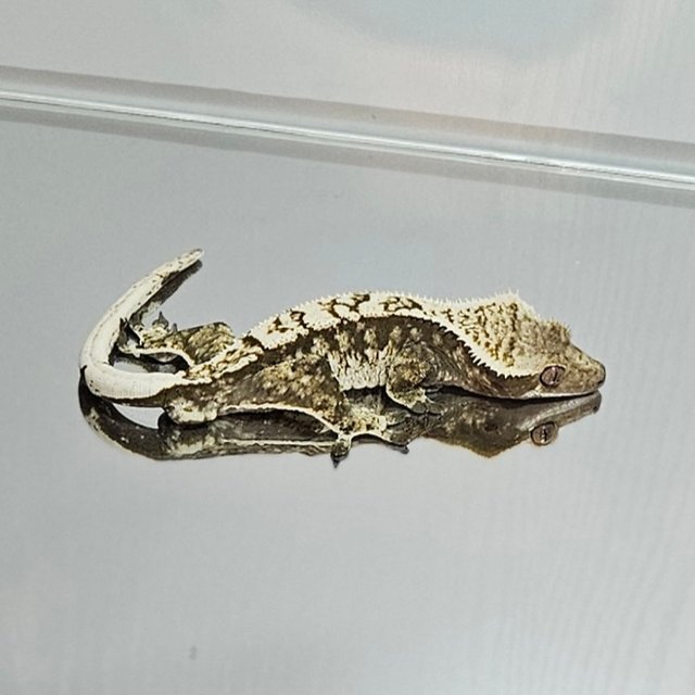 노멀 트라이 익스트림할리퀸 화이트포트홀 화이트