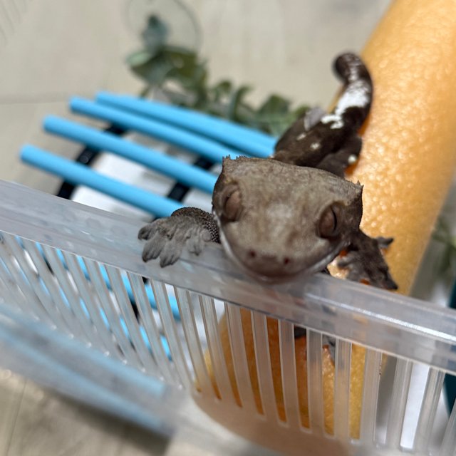 카푸치노 트라이 익스트림할리퀸