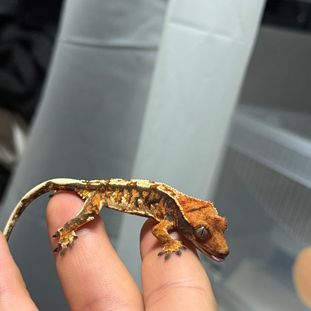 트라이 텐저린 노멀 익스트림할리퀸