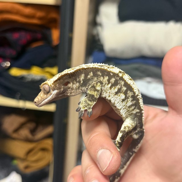 노멀 트라이 익스트림할리퀸 화이트포트홀 화이트