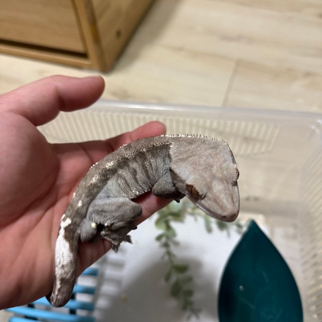 카푸치노 트라이 익스트림할리퀸