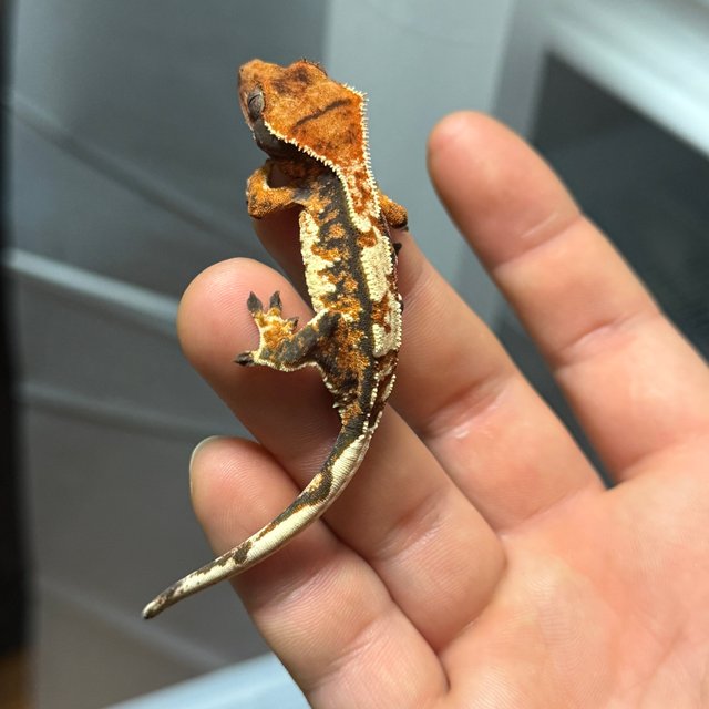 트라이 텐저린 노멀 익스트림할리퀸