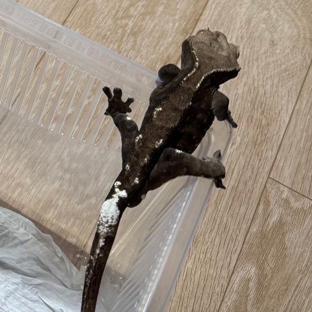 카푸치노 트라이 익스트림할리퀸