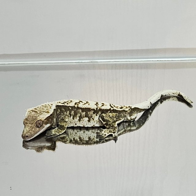 노멀 트라이 익스트림할리퀸 화이트포트홀 화이트