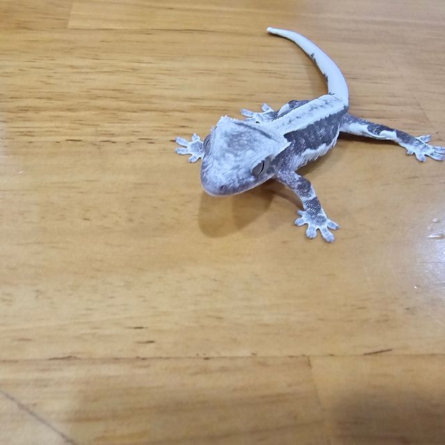 릴잔틱