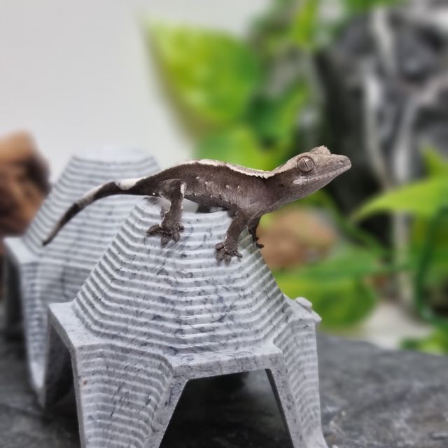 아잔틱