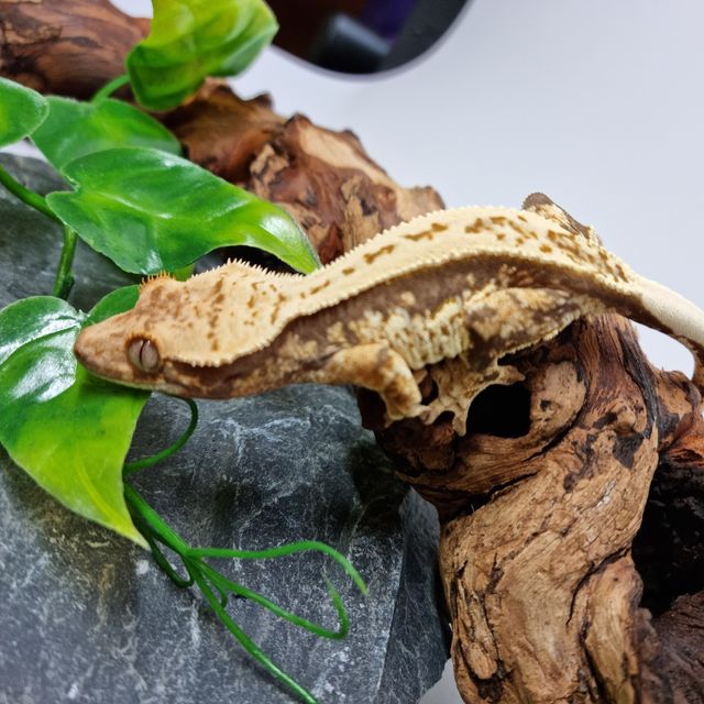 트라이