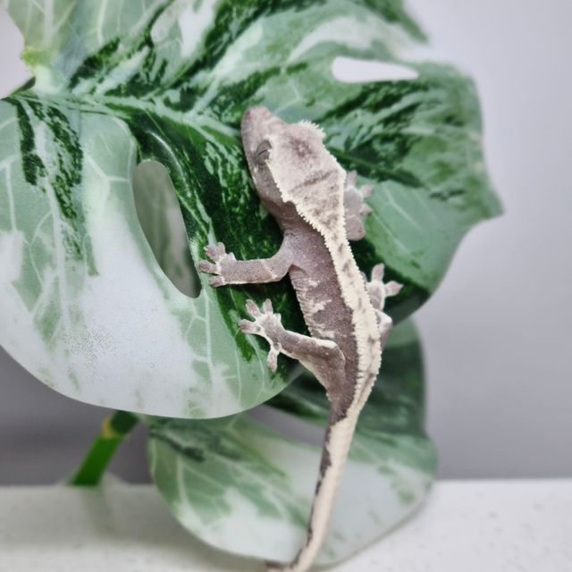 릴잔틱