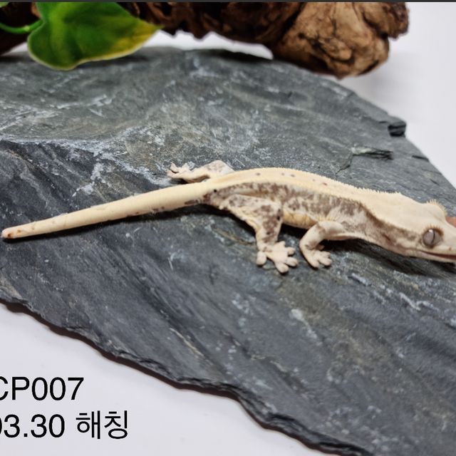 릴리화이트