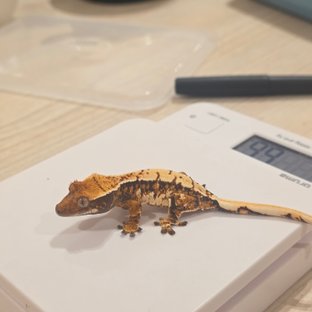 노멀 텐저린