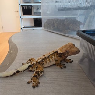 노멀 트라이 화이트스팟 화이트포트홀 텐저린