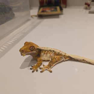 노멀 화이트핀 드리피 텐저린