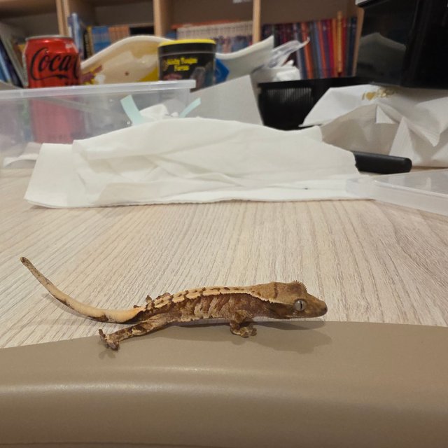 노멀 트라이 텐저린