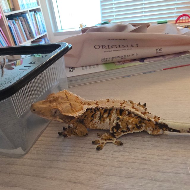 노멀 트라이 화이트스팟 화이트포트홀 텐저린