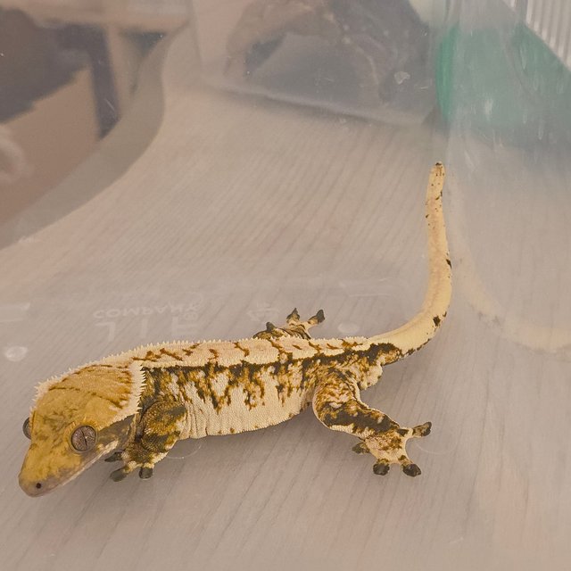 노멀 트라이 타이거 텐저린 화이트스팟