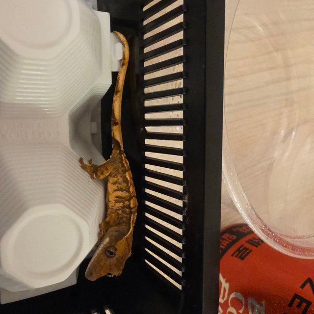 노멀 트라이 할리퀸 화이트 텐저린