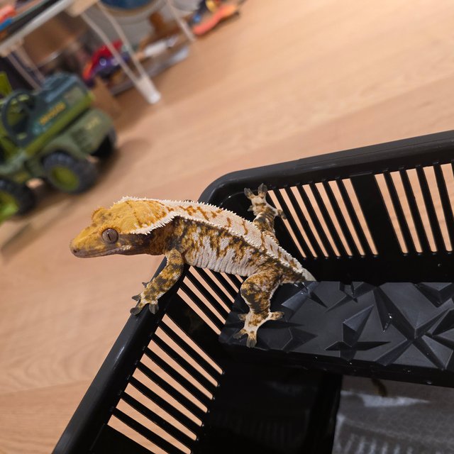 노멀 트라이 타이거 텐저린 화이트스팟