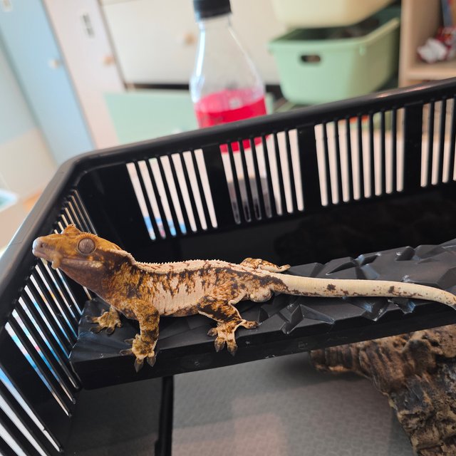 노멀 트라이 타이거 텐저린 화이트스팟