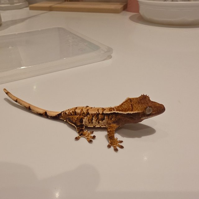 노멀 텐저린 할리퀸